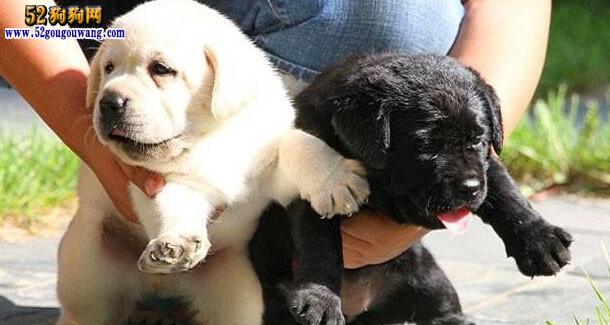 探究以网上犬舍为渠道卖狗的现状（以普及为主的销售方式）