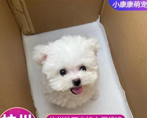 为什么白狗都是红鼻子（探究白狗红鼻子的原因与意义）
