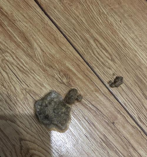 猫咪拉稀还有血，要注意什么（了解病因、避免误区）