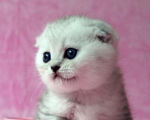 猫咪为什么一直看着你（探究猫咪眼神背后的深意）