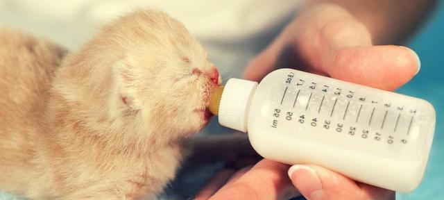 小猫为什么只能喝羊奶（探究小猫消化系统的特点及羊奶的适应性）