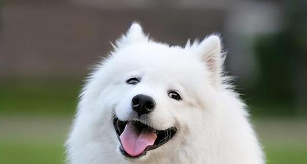 从以前的狗体型到现在的宠物（为什么以前的狗体型大）