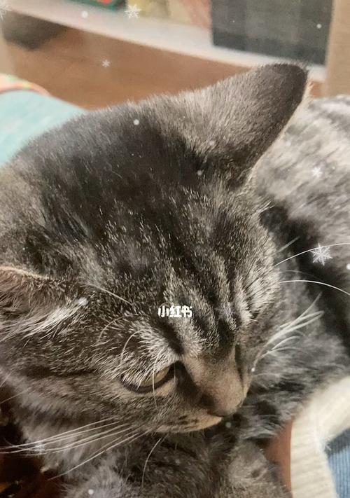 为什么有的宠物猫拉屎很臭（探究猫咪拉屎臭味的原因和解决方法）
