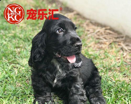 如何辨别未满月小狗的公母（以宠物为主）