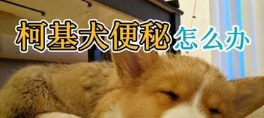 狗狗便秘怎么办（宠物爱好者必读）