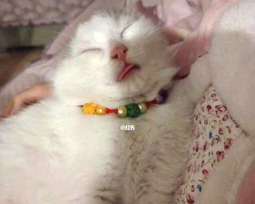 救助小猫，偶遇猫咪，挽回一条生命（宠物之间的善良和温暖）