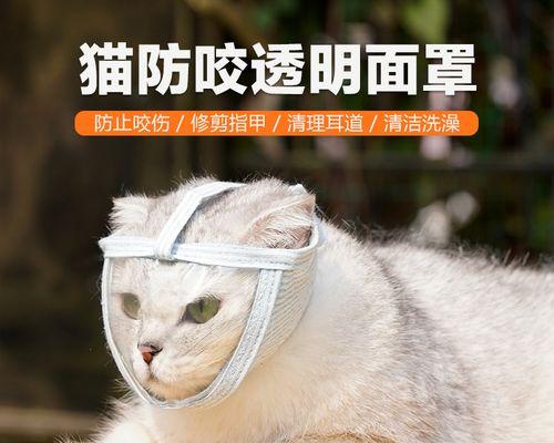 五个月大的猫咪咬人怎么办（宠物猫咪攻击人的原因和解决方法）