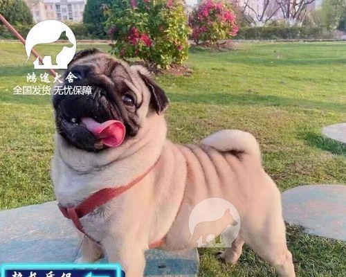 如何训练八哥犬上厕所（一步步教你解决八哥犬上厕所问题）