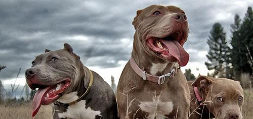 如何判断比特犬是否纯种（比特犬的特征与鉴别方法）