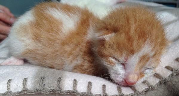 小猫吃撑症状及处理方法（宠物猫进食过量的表现及对健康的影响）