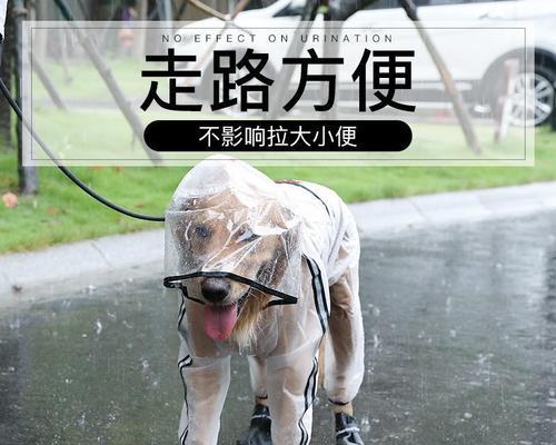 大狗与小狗共处一室，是否容易传染疾病（以宠物为主）