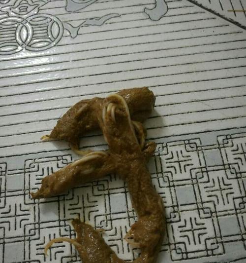 狗狗食用驱虫药后拉肚子该怎么办（宠物爱好者必看）
