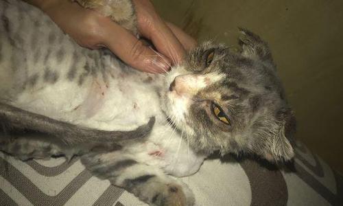 如何分辩刚生下来的猫咪（掌握几个关键技巧）