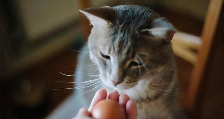 小猫营养长身必备（宠物喂养的小技巧与方法）