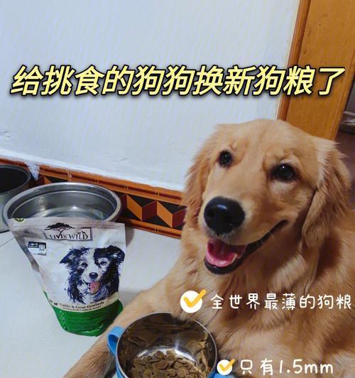 狗吃狗粮吐了，该怎么办（宠物营养健康的重要性及处理狗吃狗粮吐的方法）