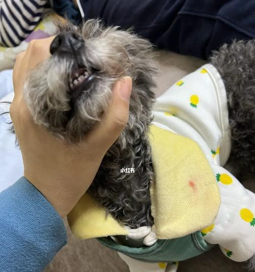 狗狗打针后腿发抖是怎么回事（探究狗狗打针后腿发抖的原因及应对方法）