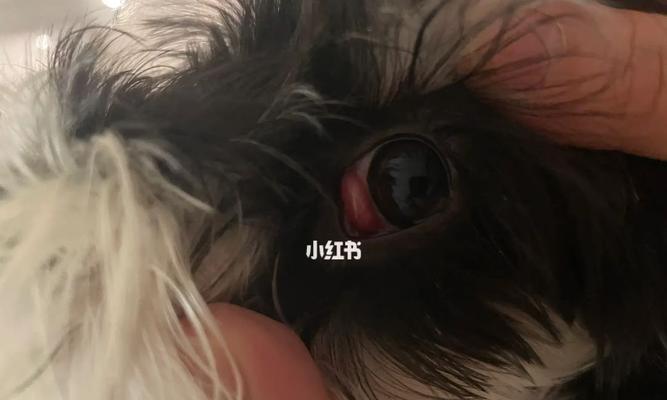治疗狗第三眼睑增生的药物及方法（以宠物为主）