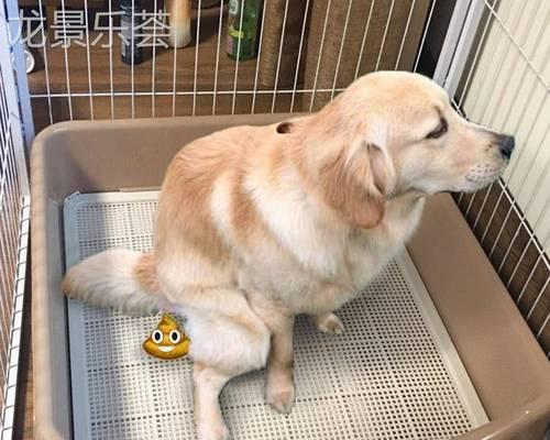 如何让宠物狗成年后不再随地撒尿（从训练到调理）
