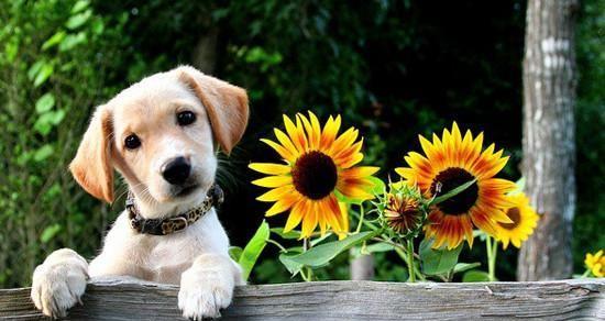 狗狗成年还吃幼犬粮好吗（以宠物为主）