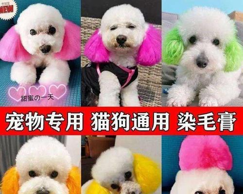 狗狗刀口发炎怎么办（以宠物为主）