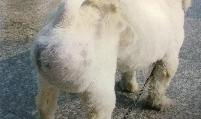 狗狗腹部肿瘤早期症状及预防措施（发现狗狗腹部肿瘤）