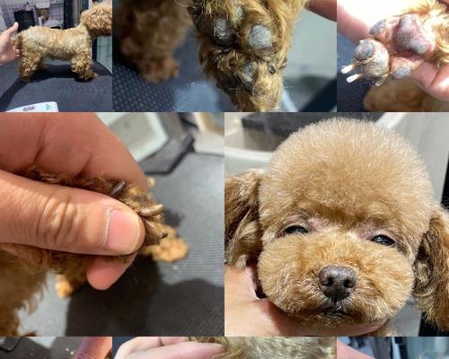 狗狗肛门腺炎，及时治疗宠物健康（如何判断狗狗是否患有肛门腺炎）