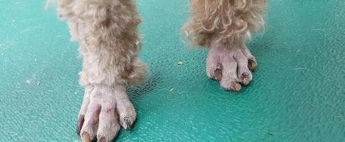 狗狗脚不敢着地的原因和解决方法（宠物饲主必须知道的关于狗狗脚不敢着地的知识）