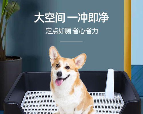 有效解决宠物拉屎和拉水的秘诀（有效解决宠物拉屎和拉水的秘诀）