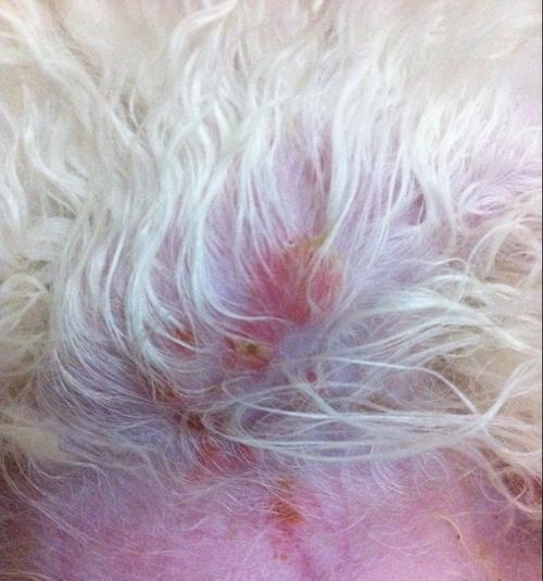 狗狗皮肤痘痘的成因及治疗方法（宠物主人必看的皮肤问题解决方案）