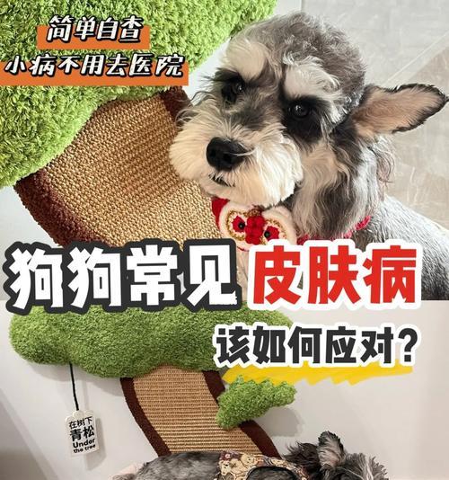 狗狗皮肤有皮屑怎么办（探讨吃药疗法）
