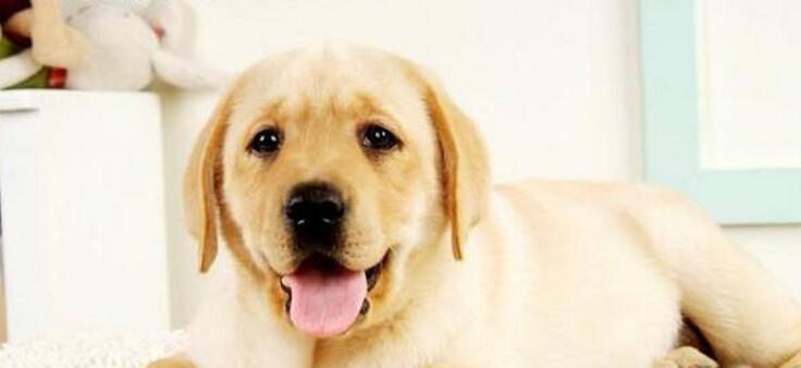 狗狗犬瘟热的自我治疗方法（掌握这些方法）