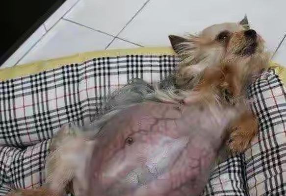 狗狗乳腺肿瘤的症状及治疗方法（掌握这些关键信息）