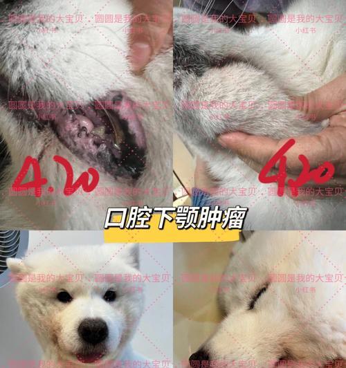 宠物狗狗身上的大包是肿瘤吗（狗狗身上的肿块应该如何处理）