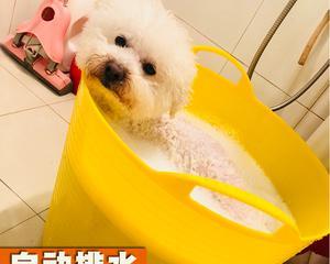 狗狗洗澡的正确时间（让宠物幸福舒适的洗澡方式）