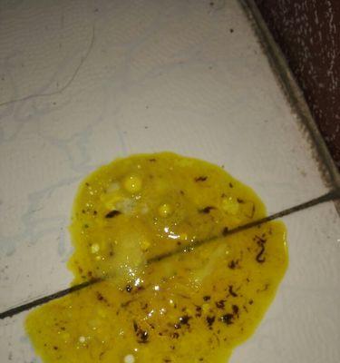 狗狗吐透明粘液，需要警惕这些问题（宠物主人必看的紧急处理方法）