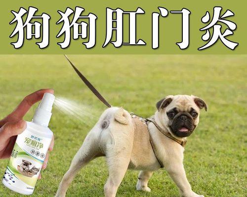 解决宠物狗狗腿红肿问题的消炎药选择（帮助狗狗快速恢复健康）