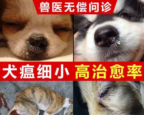 如何正确消毒，防止狗狗感染细小病毒（宠物家庭必备消毒知识）
