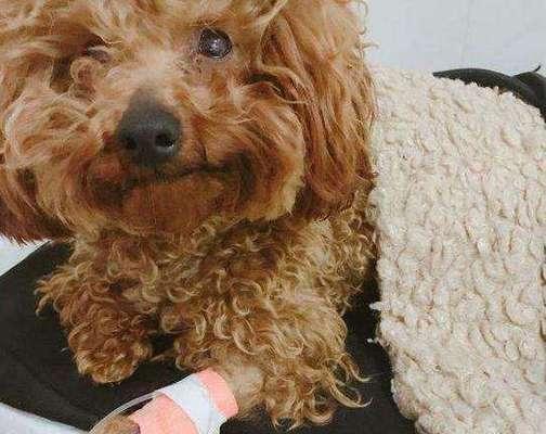 狗狗肠胃炎的治疗方法（探究肠胃炎治疗的相关知识）