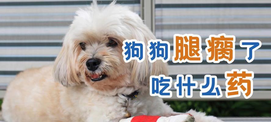 突然间，狗狗的腿瘸了（无缘无故）