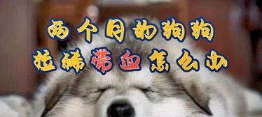 宠物拉血便的原因与应对（两岁狗狗拉肚子带血应该怎么办）