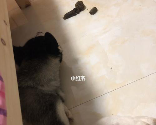 宠物突然呕吐，怎么回事（了解狗呕吐的原因和应对方法）