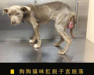 狗肠道出血症状全解析（以宠物为主）