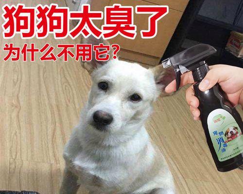 如何消除家里的狗味道（让你的宠物和家庭和谐共处）