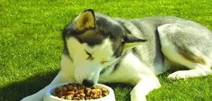 探究哈士奇九个月时的狗粮饮食需求