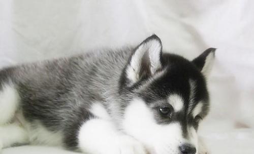 哈士奇幼犬狗粮如何合理喂养（以宠物为主）