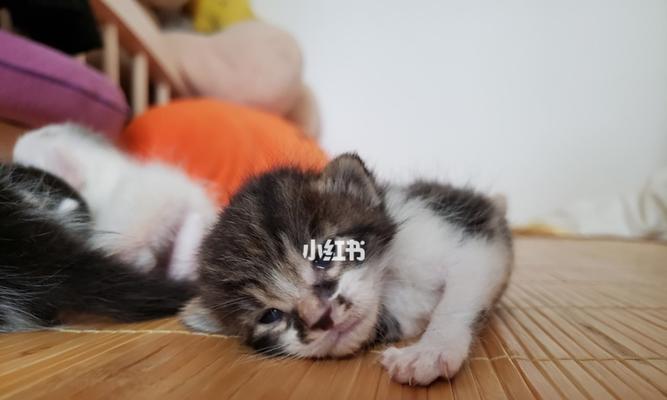 拾得小猫，如何进行健康检查（宠物小猫的健康检查指南）