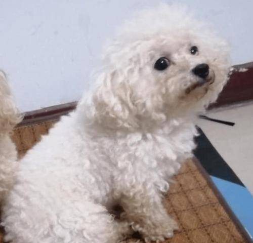 剪声带对狗狗的影响（保护宠物健康的必要手段）