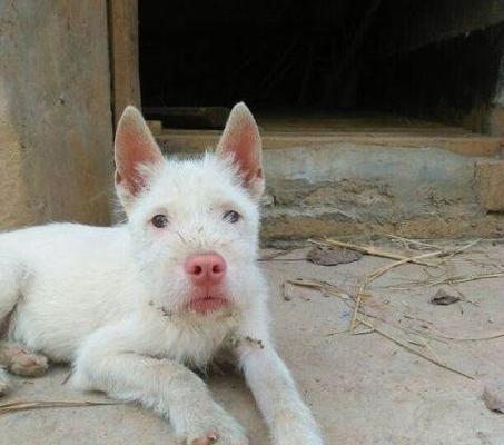 江西下司犬狗市场盛行，犬种齐全（打造宠物天堂）