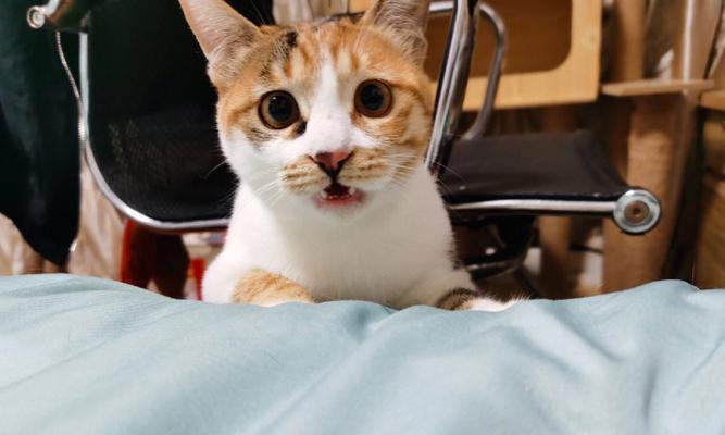 如何以叫小猫出来的声音（掌握这些技巧）