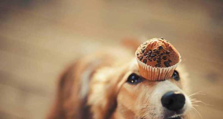 金毛犬饲养技巧大全（除了狗粮）